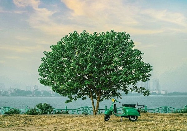 Hình ảnh cây cô đơn ở Hồ Tây Hà Nội 