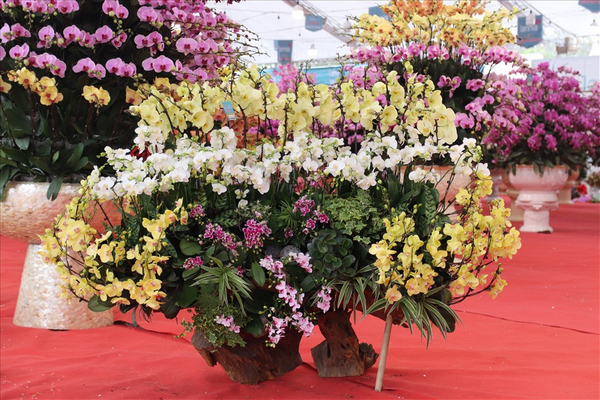 Shop hoa Phú Đạt – trang trại Lan Hồ Điệp Hà Nội