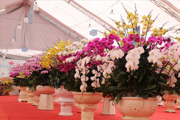 Siêu thị Hoa Lan là địa điểm tin cậy cung cấp cây hoa lan hồ điệp giá sỉ và lẻ, với nhiều loại hoa đẹp chất lượng