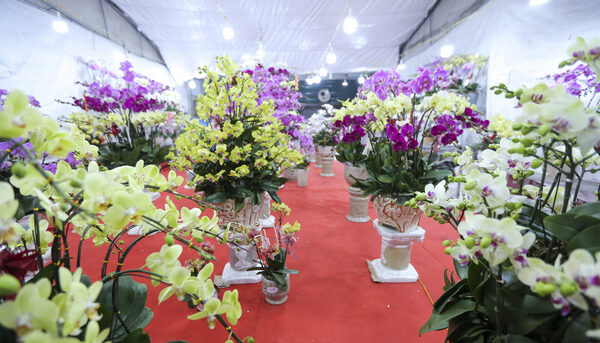 Hoa Lan Phú Quý là một chuỗi cửa hàng chuyên về hoa lan Hà Nội, nơi bạn có thể tìm thấy những bông hoa với giá rẻ nhất hiện nay