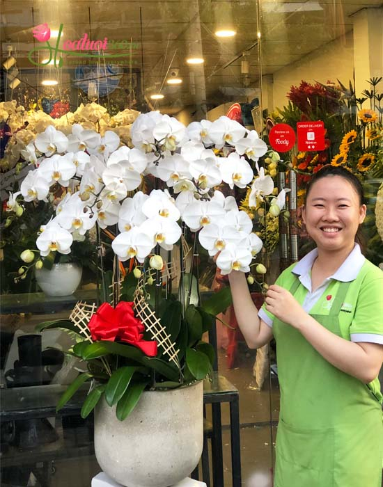 Cửa hàng Hoa Lan Hà Nội 360 là nơi bạn có thể trải nghiệm sự đa dạng về màu sắc và loại hoa Lan Hồ Điệp sang trọng