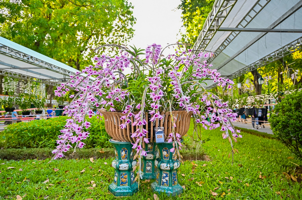 Bảo Ái Orchid’s - shop hoa lan hồ điệp Hà Nội nổi tiếng gần đây