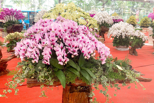Cửa hàng Lan Hồ Điệp Hà Nội Orchids 79 là địa điểm tuyệt vời để bạn khám phá về hoa lan Hà Nội