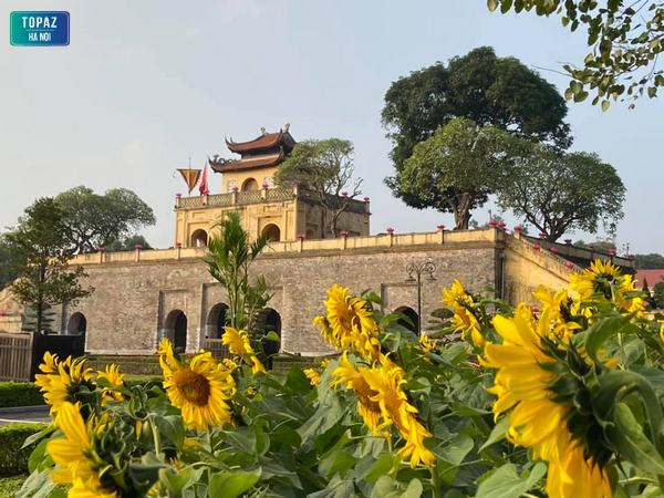 Hình ảnh vườn hoa hướng dương cạnh cổng Hoàng Thành Thăng Long 