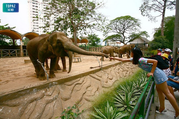 Hình ảnh những chú voi tại công viên Thủ lệ Hà Nội 