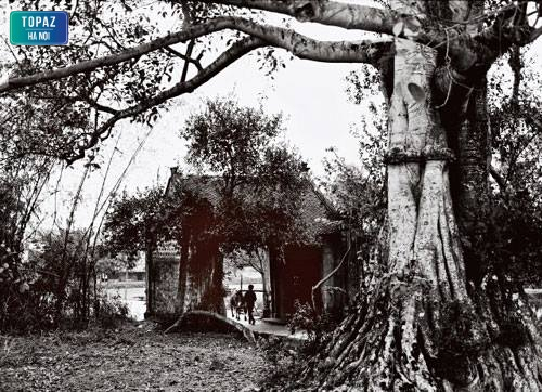Hình ảnh làng cổ Đường Lâm qua gam màu đen trắng 