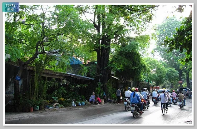 Hình ảnh đường Hoàng Hoa Thám thoáng mát và trong lành với hai hàng cây xanh bên đường 